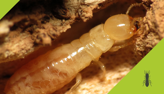 Le diagnostic termites pour une vente saine et sereine